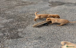 Labrador Retriever dogs for sale: Quality kc Labrador puppies 4 Males Ready Now - Image 1
