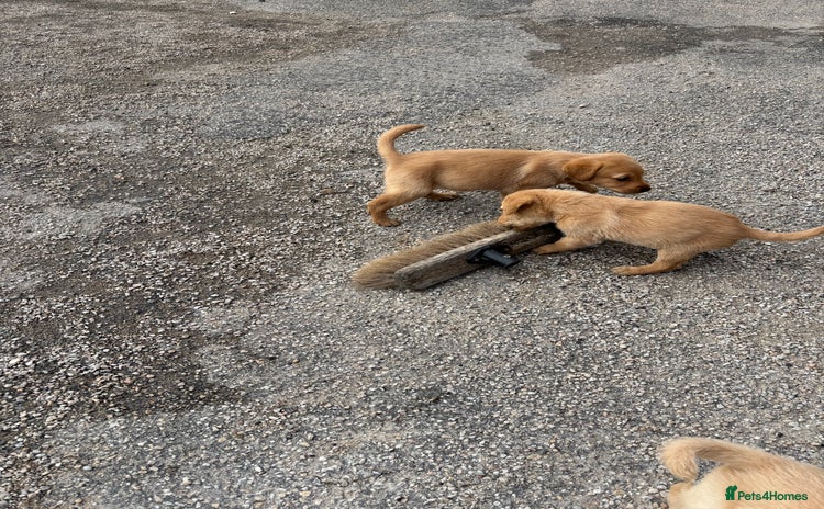 Labrador Retriever dogs - Advert 3