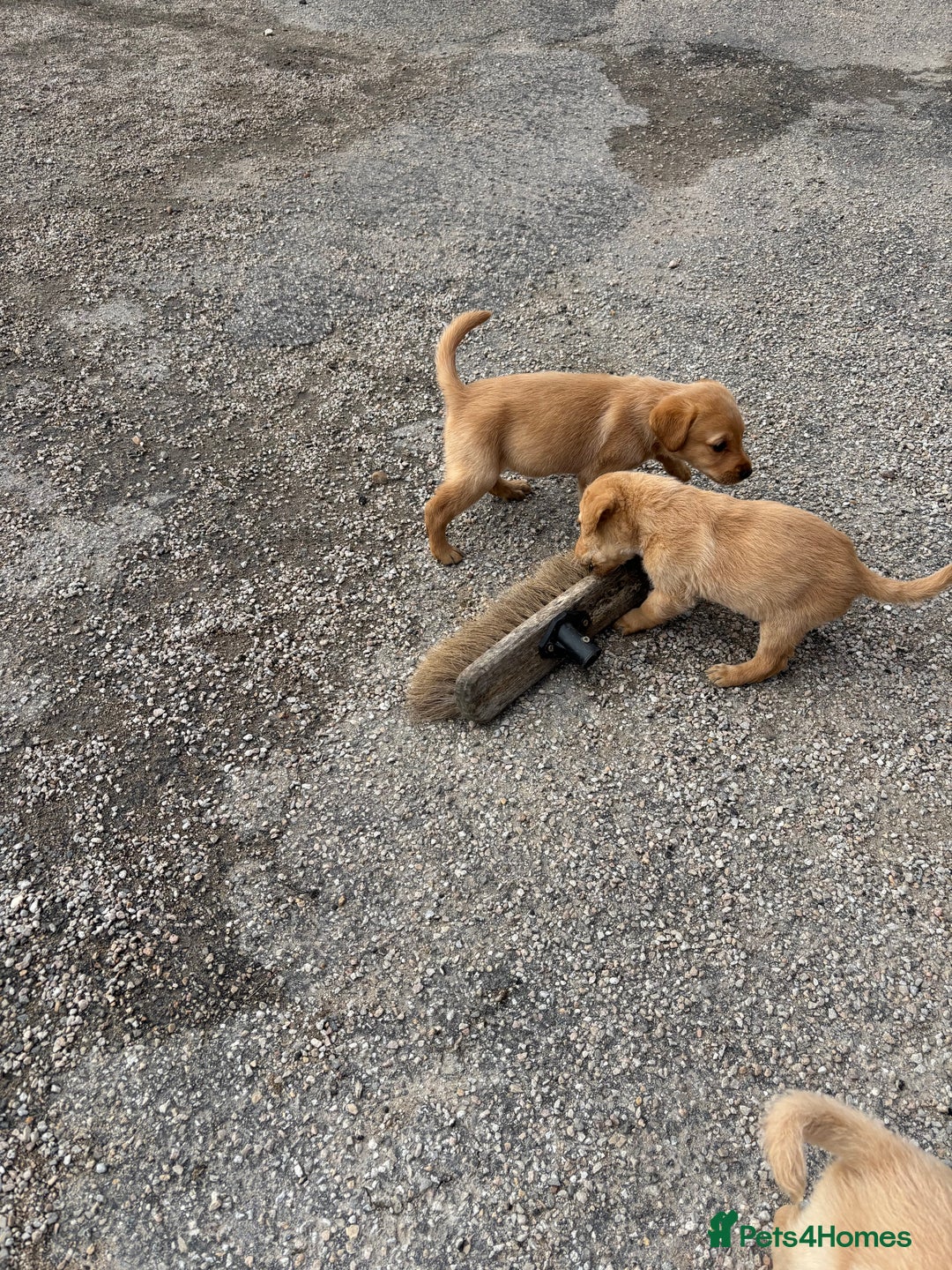 Labrador Retriever dogs for sale: Quality kc Labrador puppies 4 Males Ready Now - Image 1