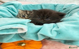 Persian cats for sale: Stunning Long haired chinchilla Persian kittens  - Image 5