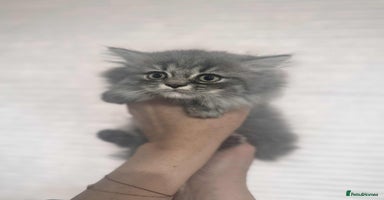 British Longhair cats - Advert 2