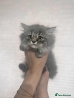 British Longhair cats - Advert 2