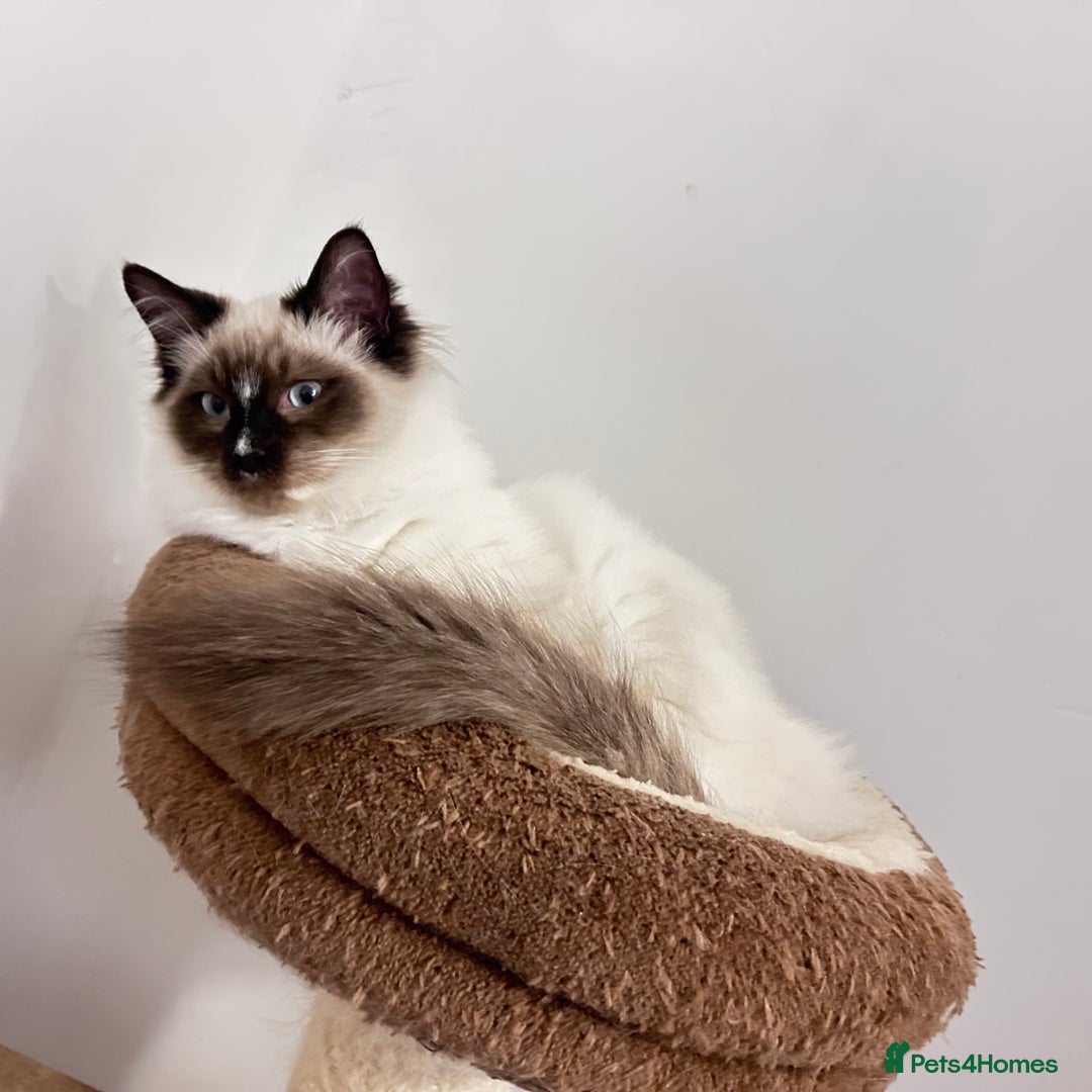 Ragdoll cats for sale: Fluffy and floppy Ragdoll kittens - Advert 2