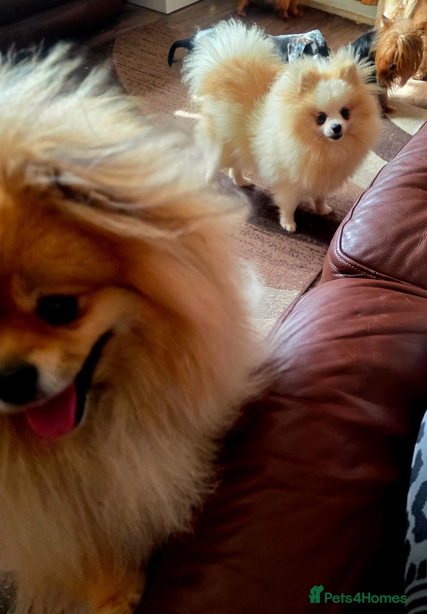 Pomeranian dogs Superb Pomeranian girl  - Advert 1