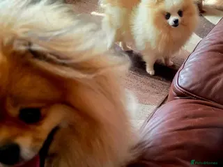 Pomeranian dogs Superb Pomeranian girl - Advert 1