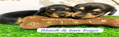 Miniature Dachshund Puppy 1