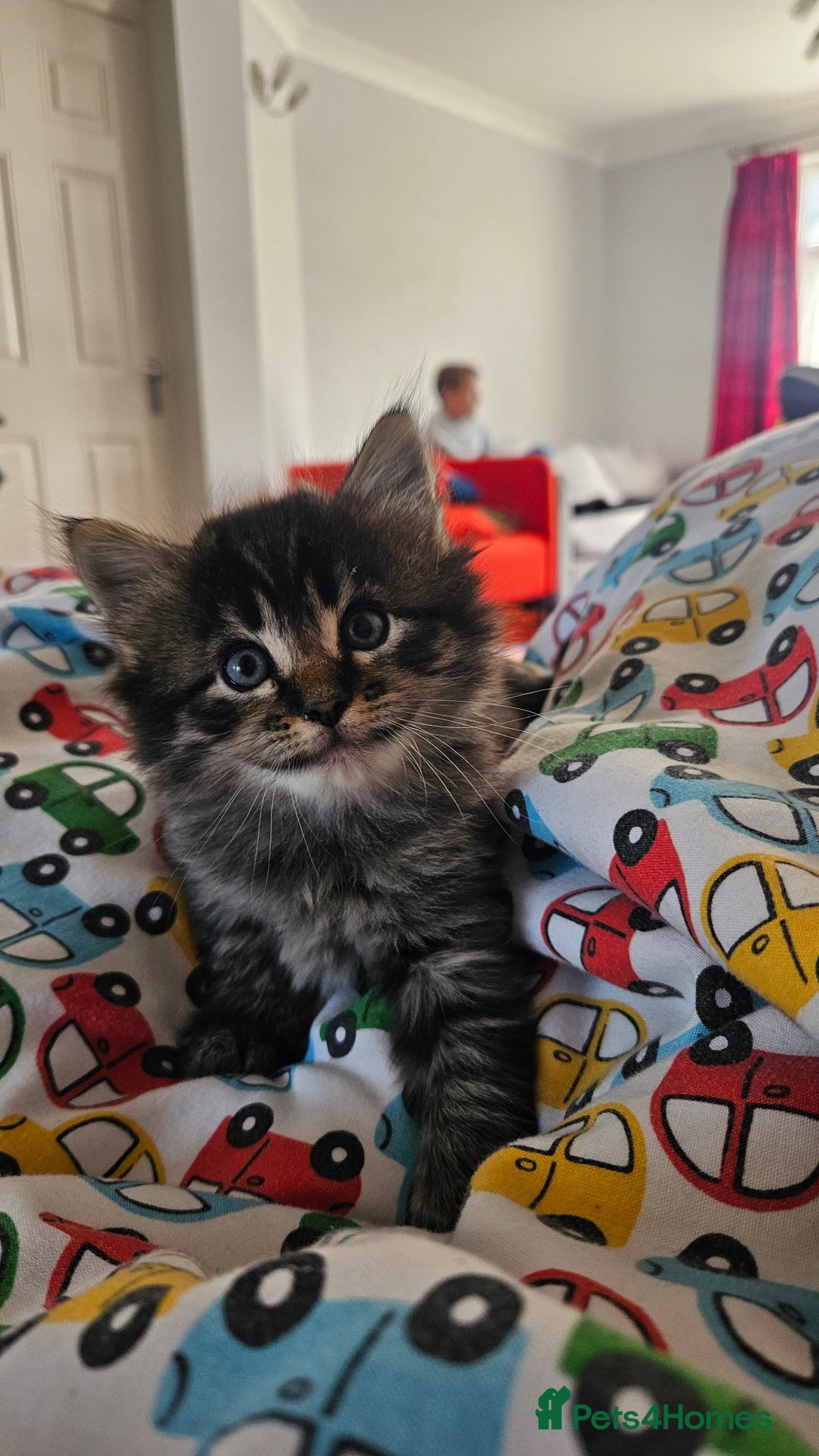 Domestic Shorthair cats for sale: Male and female  - Image 26