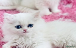 Persian cats for sale: Pure White Persian Girls BLUE EYES & full hearing - Image 11