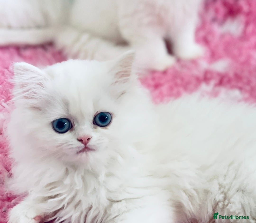 Persian cats for sale: Pure White Persian Girls BLUE EYES & full hearing - Image 11