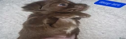 Chihuahua dogs for sale: Beautiful puppies for sale in Diss - Advert 19