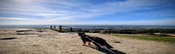 Border Collie dogs for sale: Kasper - Border Collie - Merle  - Advert 6