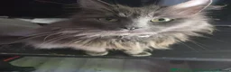 Mixed Breed cats for sale: Tuxedo Kittens Ready For a Home - Advert 8