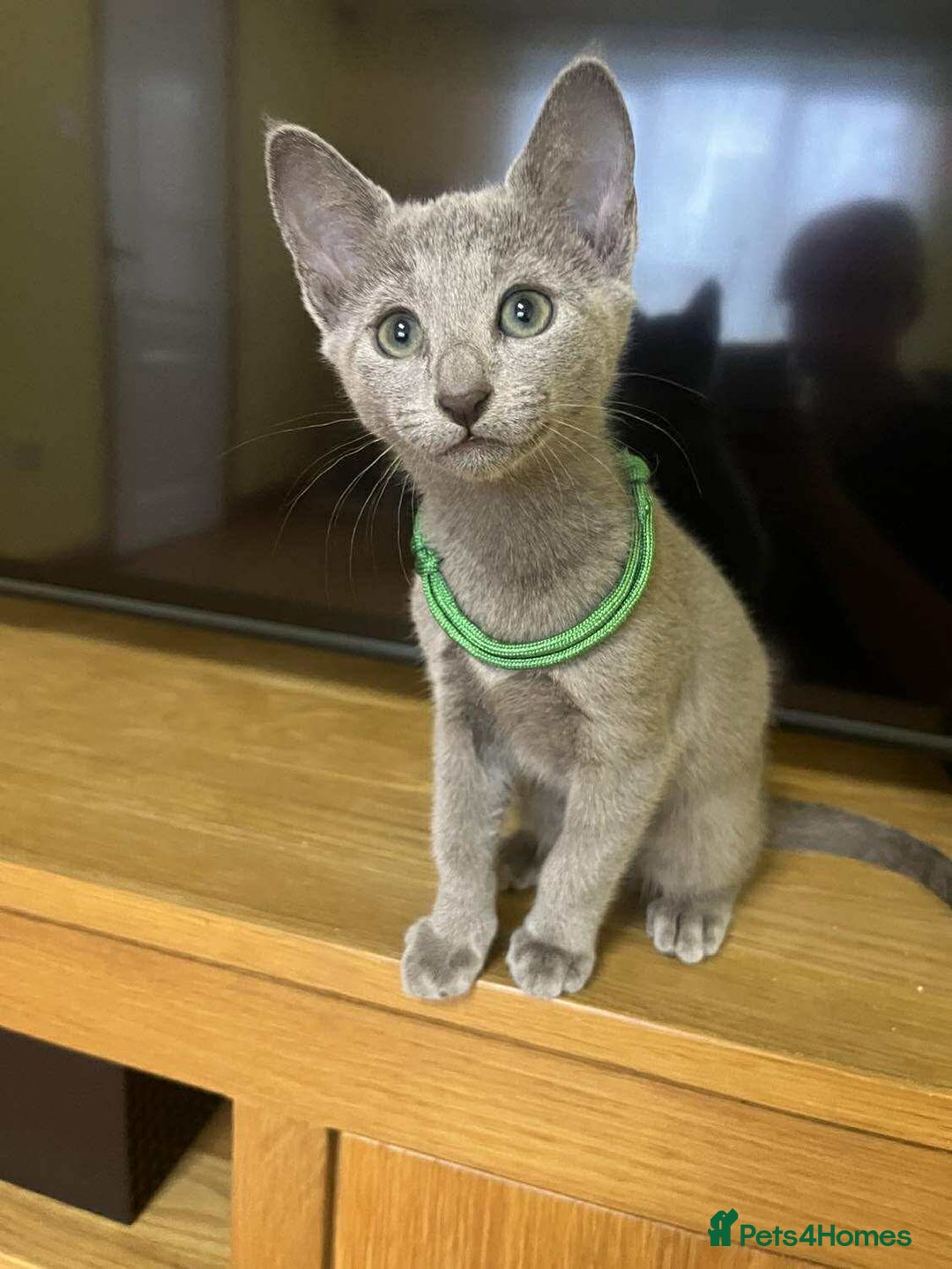 Russian Blue cats for sale: TICA REGISTERED Pure Breed Russian Blue Kittens - Image 2