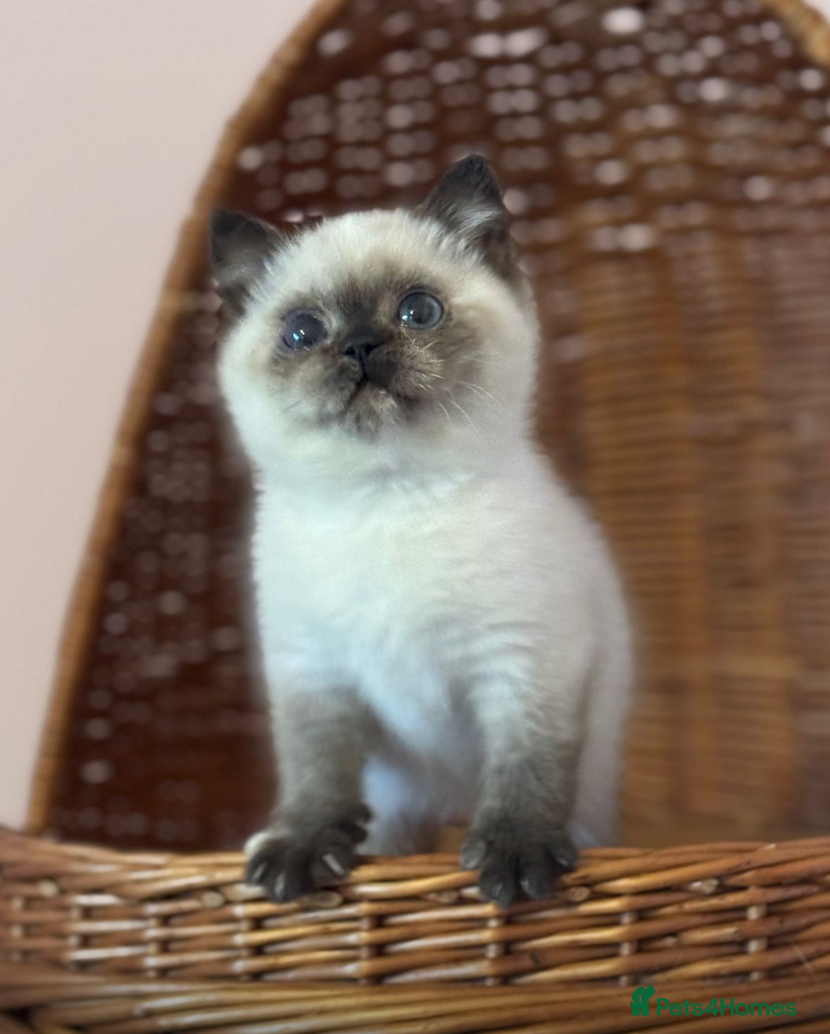 British Shorthair cats Chocolate tortie cpt TICA reg ready January  - Advert 6