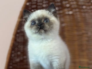 British Shorthair cats Chocolate tortie cpt TICA reg ready January - Advert 5