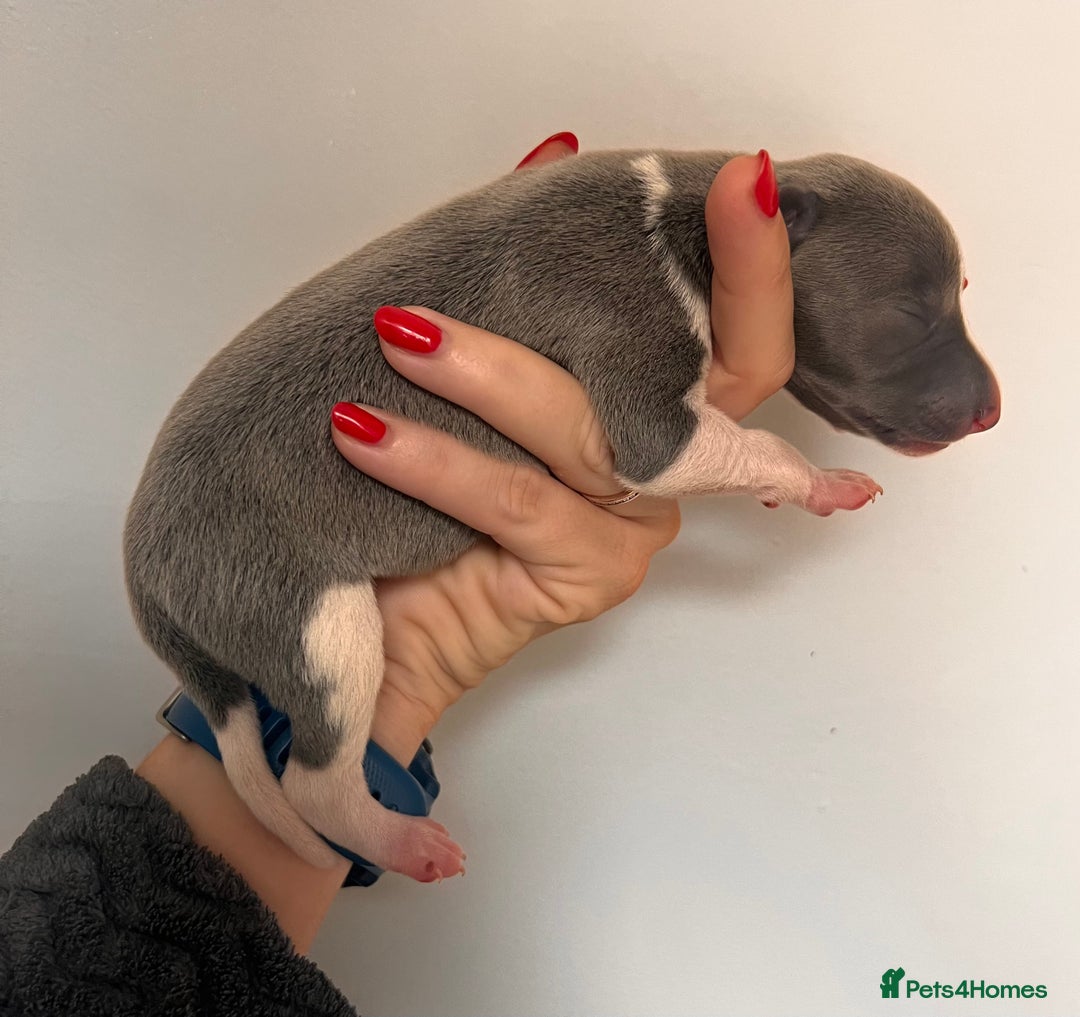 Whippet dogs for sale: Lovely petite Whippets - Image 31