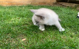 Ragdoll cats for sale: Half breed Ragdoll female kitten available  - Image 3