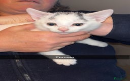 Domestic Shorthair cats for sale: 7 beautiful baby’s ready to go now - Image 1
