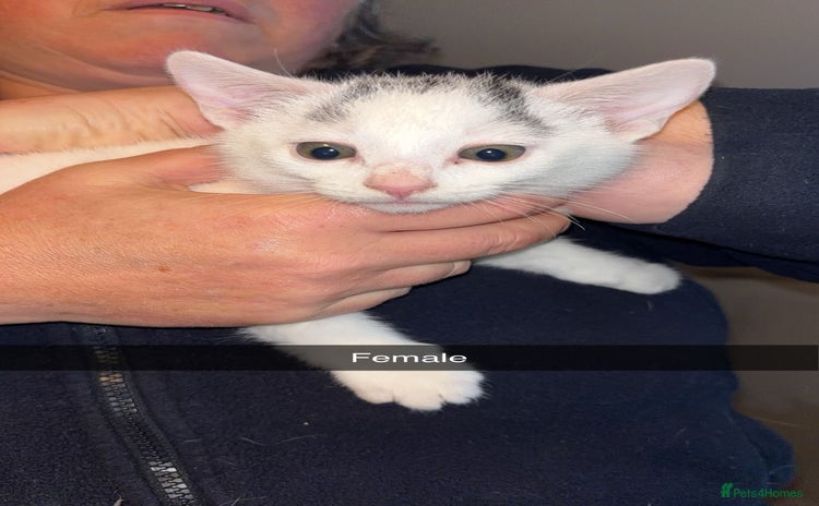 Domestic Shorthair cats - Advert 2