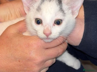 Domestic Shorthair cats - Advert 35