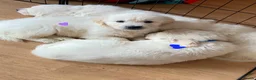 Golden Retriever dogs for sale: Outstanding Show Line KC Golden Retriever Puppies  - Advert 6