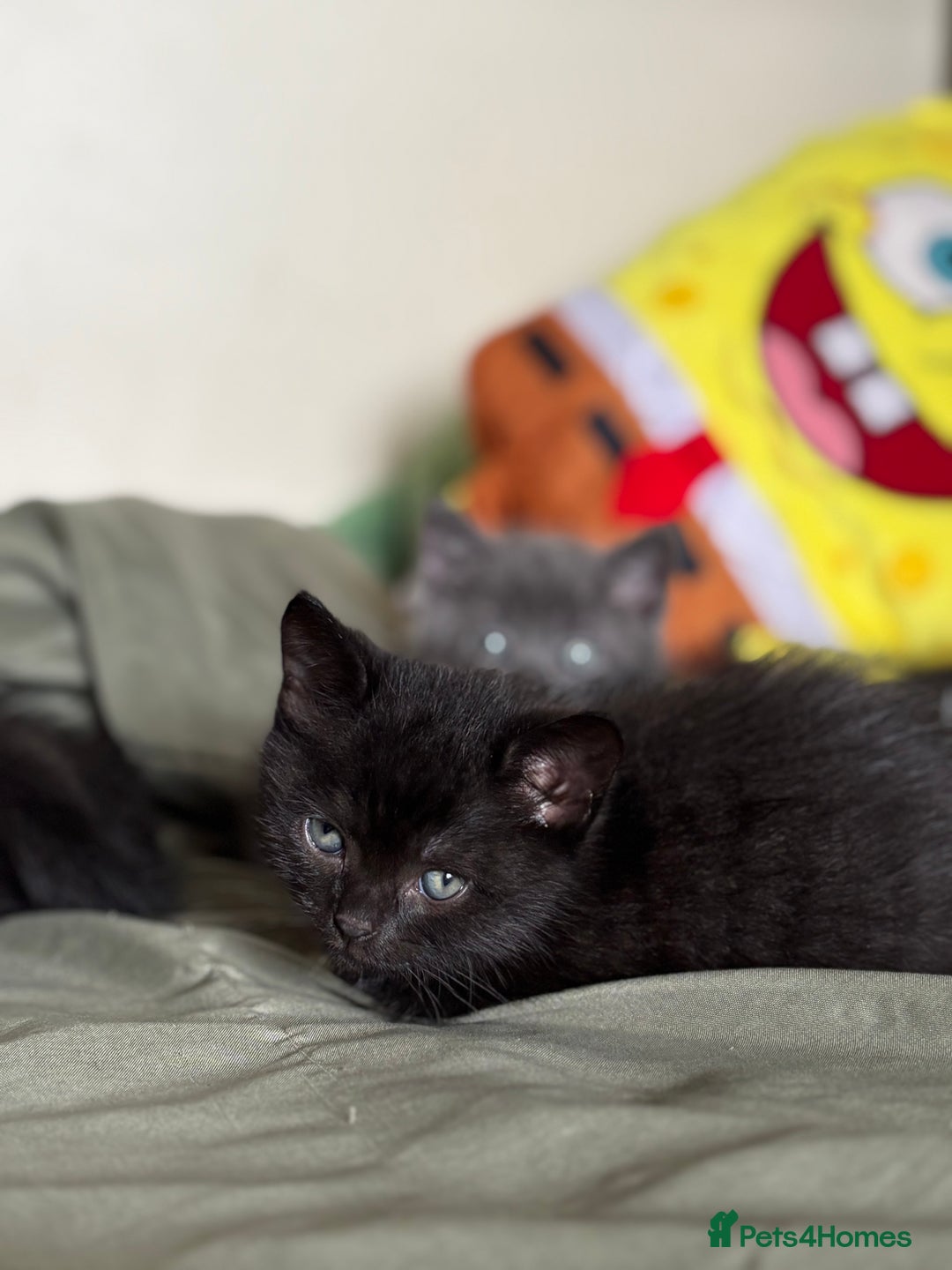 British Shorthair cats for sale: 🐾 Adorable Baby Kittens for Sale! 🐾 - Image 9