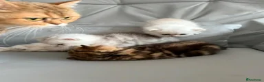 British Shorthair Kitten 3