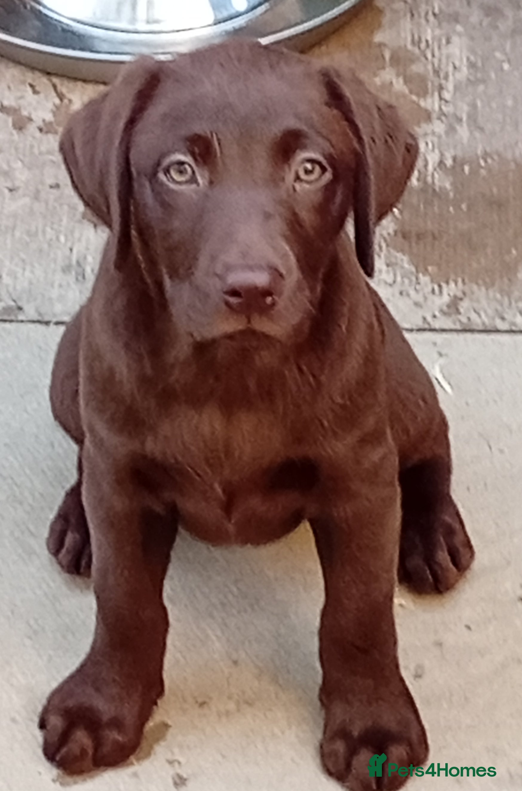 Labrador Retriever dogs Beautiful KC registered puppies  - Advert 2