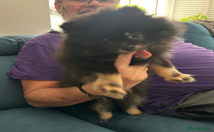 Pomeranian dogs - Advert 1
