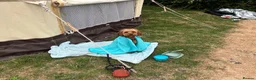 Cavapoo dogs for sale: 1 year old Cavapoo - bite history in Newport - Advert 4