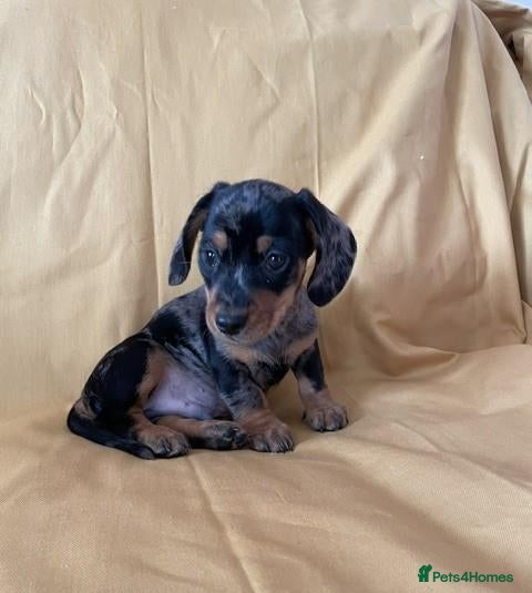 Miniature Dachshund dogs Lovely Mini Dachshunds - Advert 2