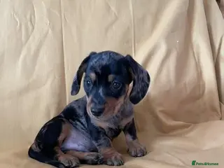 Miniature Dachshund dogs Lovely Mini Dachshunds - Advert 2