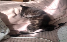 Scottish Fold cats for sale: STUNNING KITTENS FOR SALE! - Image 7