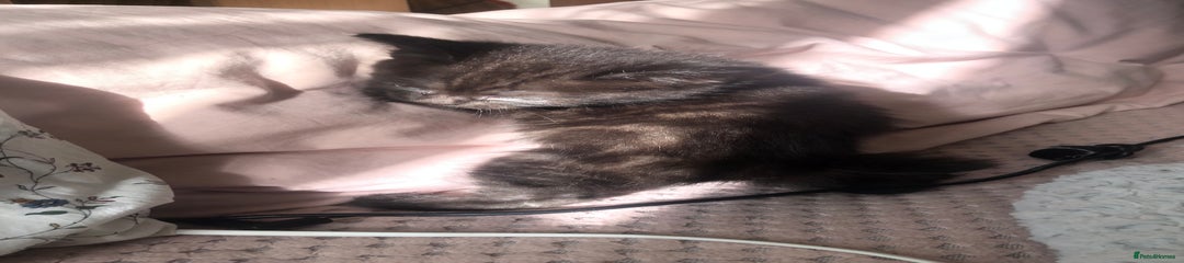Avas female