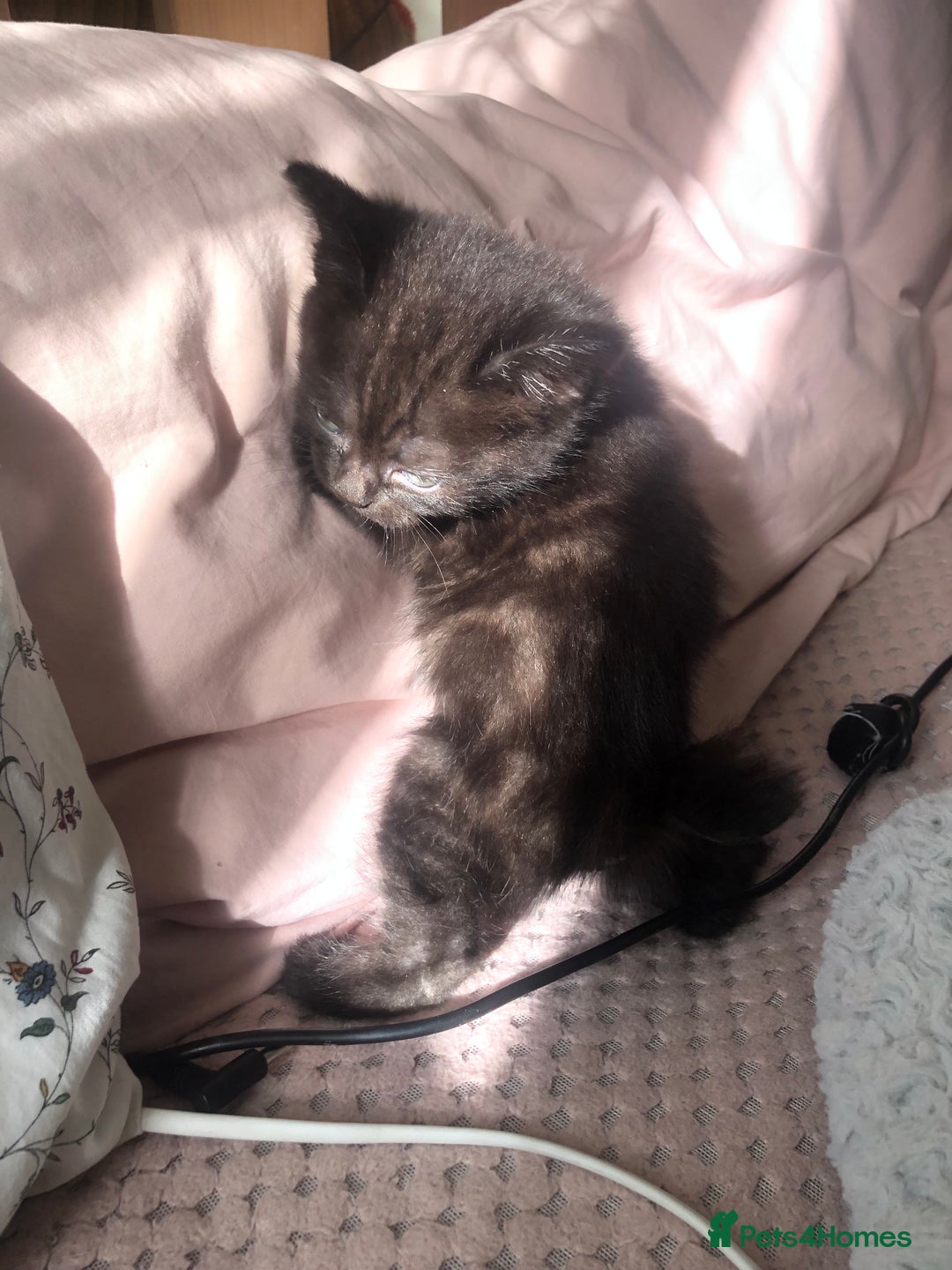 Scottish Fold cats for sale: STUNNING KITTENS FOR SALE! - Image 7
