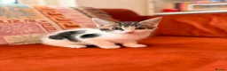Russian Blue cats for sale: I have 5 beautiful kittens available  - Advert 12