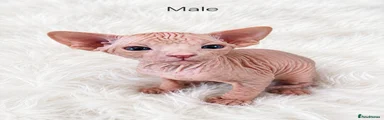 Sphynx 3