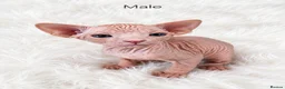 Sphynx cats for sale: Sphynx kittens for sale in Newport - Advert 4