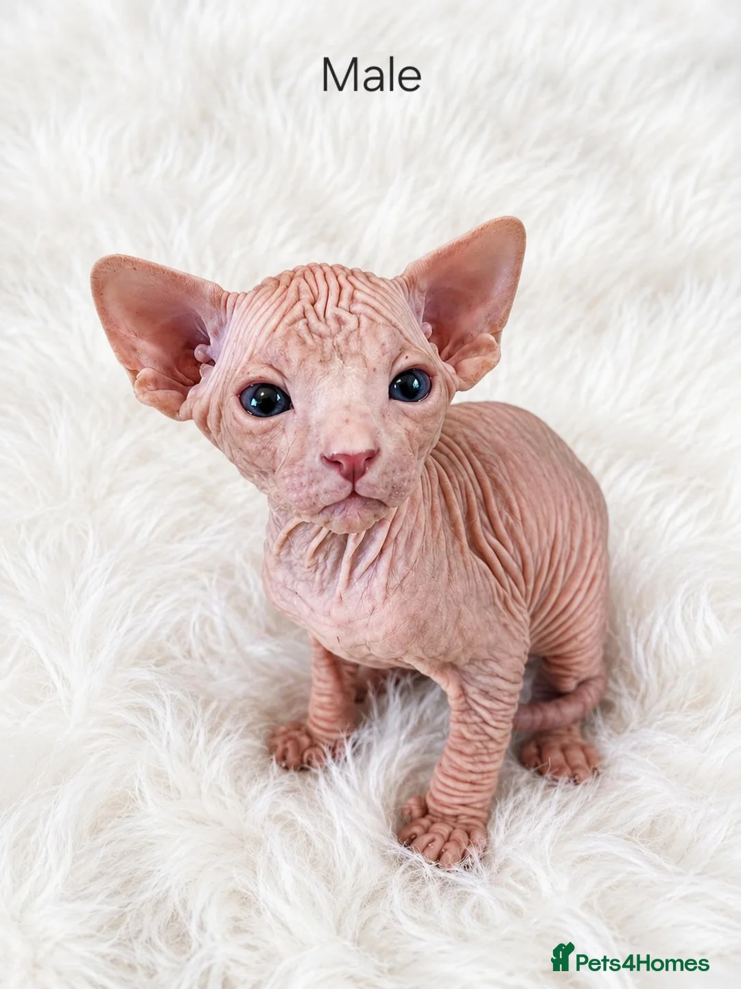 Sphynx cats for sale: Sphynx kittens for sale - Advert 6