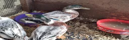 Ducks poultry for sale: Appleyard miniature drakes for sale - Advert 2