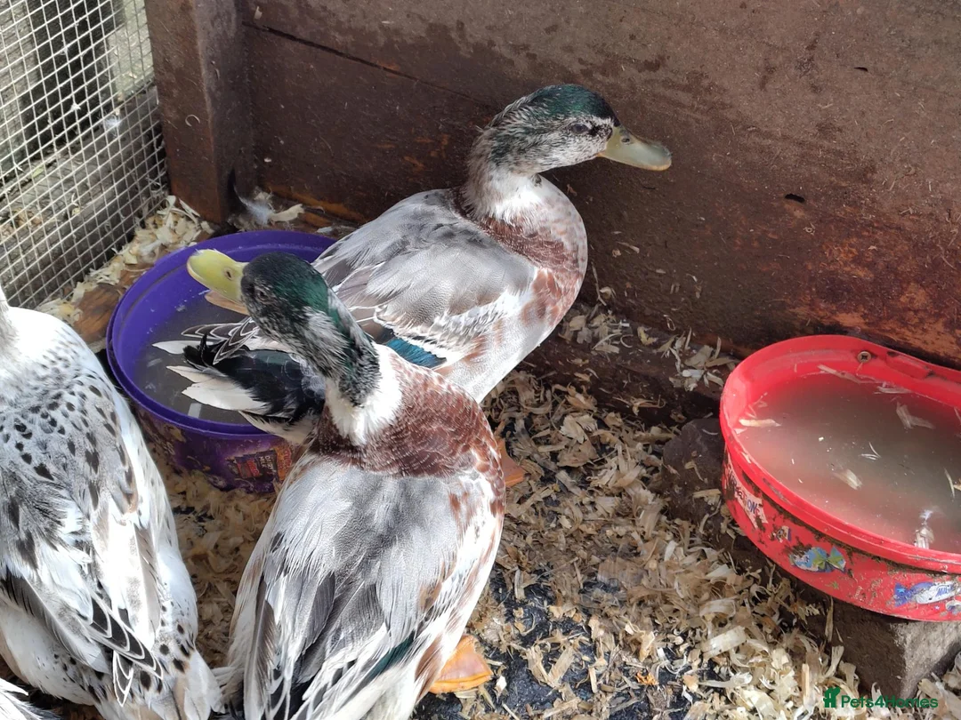 Ducks poultry for sale: Appleyard miniature drakes for sale - Advert 2