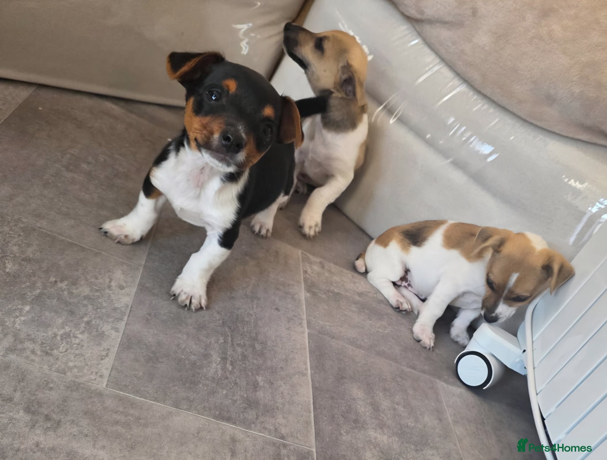 Jack Russell dogs Jack Russell pups - Advert 4