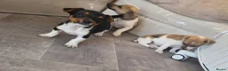Jack Russell dogs for sale: Jack Russell pups in Leighton Buzzard - Advert 1