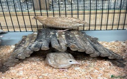 Quail poultry for sale: Point of Lay Coturnix quail - Image 4