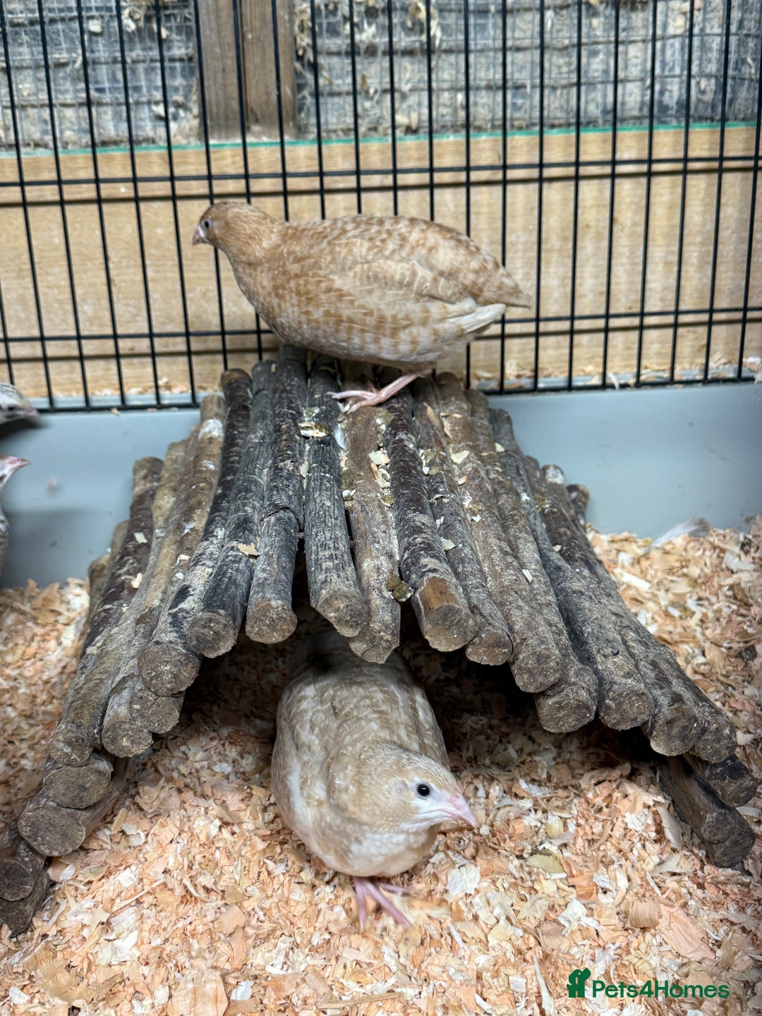 Quail poultry for sale: Point of Lay Coturnix quail - Image 4