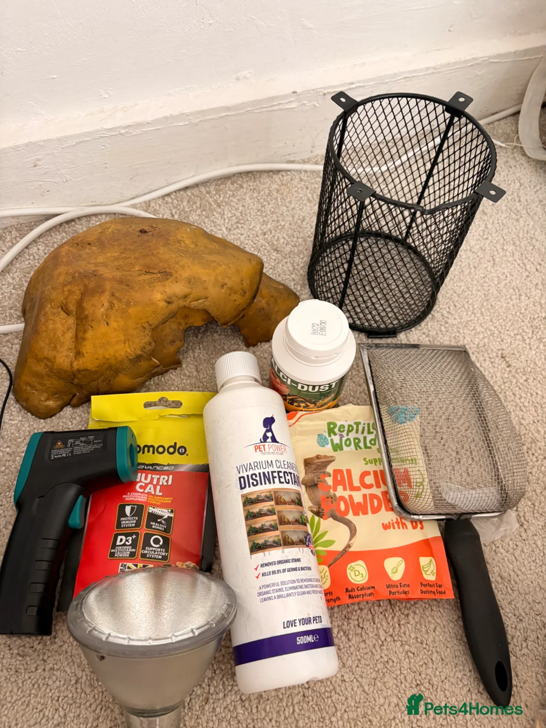 Gecko reptiles for sale: Leopard gecko for sale  in Aldershot - Advert 5
