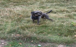 Mixed Breed dogs for sale: Lab cross for sale  - Image 1