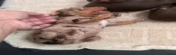 Dachshund dogs for sale: Beautiful Dachshunds  in Gloucester - Advert 9