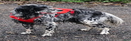 English Setter dogs for adoption: Evo   - Advert 5