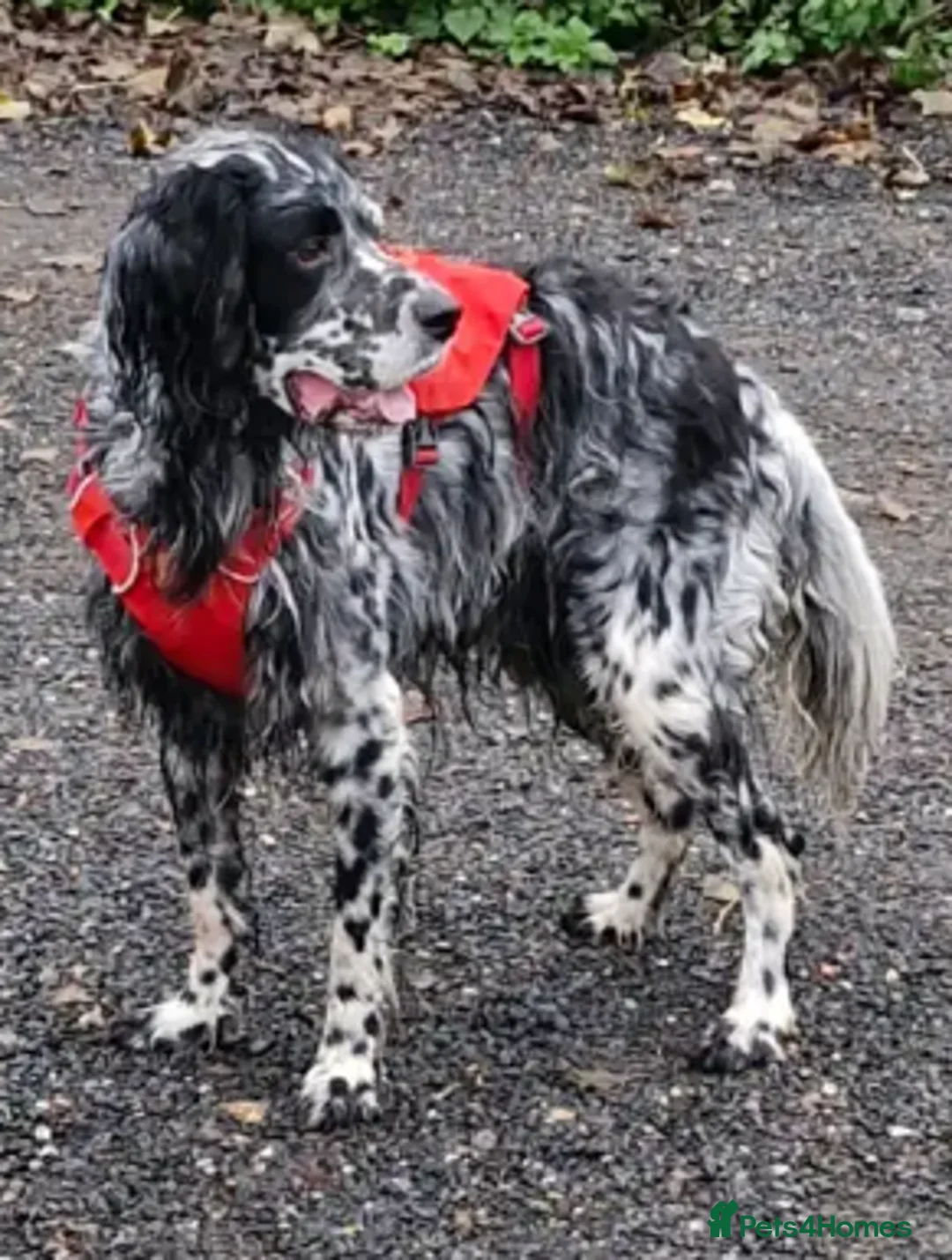 English Setter dogs for adoption: Evo   - Advert 5